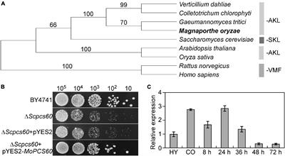 The Peroxisomal-CoA Synthetase MoPcs60 Is Important for Fatty Acid Metabolism and Infectious Growth of the Rice Blast Fungus